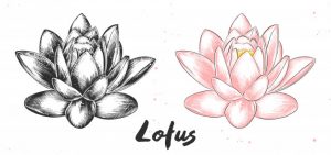 Sabes cuál es el significado de la flor de loto?, Multimedia