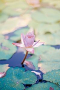 El Mundo del Yoga on X: La flor de loto representa el triunfo una  pequeña flor que se abre paso desde lo profundo del lodo y de la oscuridad  en busca de