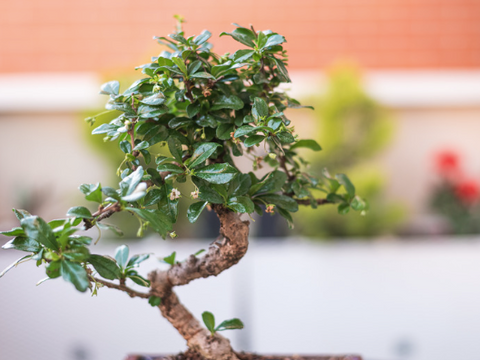 carmona bonsai