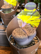 Laad afbeelding in Galerijviewer, Lithops (living stone) - Multiceps - Avalon - Plants, Gifts &amp; Antiques
