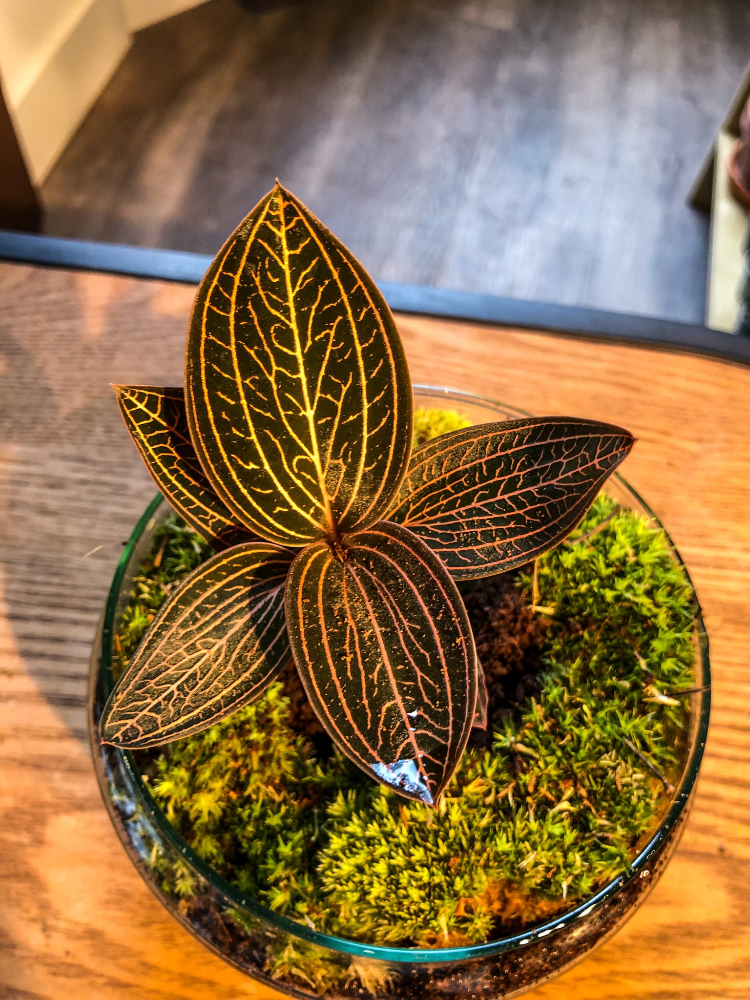 ewel Orchid (Ludisia) Terrarium - Red – Avalon - Plants, Gifts & Antiques