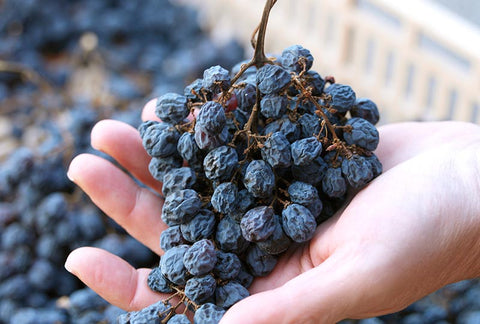 Air dried Corvina grapes in Valpolicella – at Allegrini 