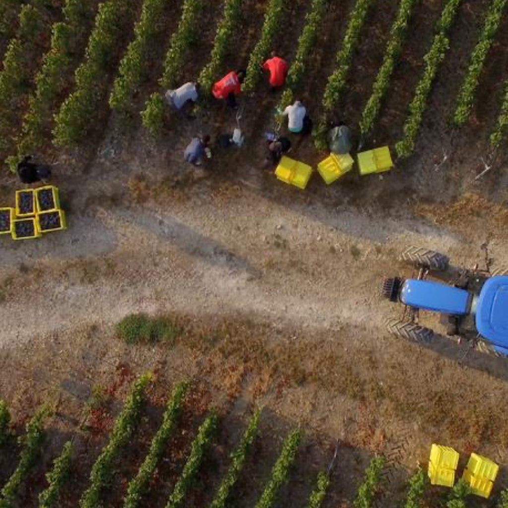 Aerial shot of harvest time in the Charles Heidsieck vineyards