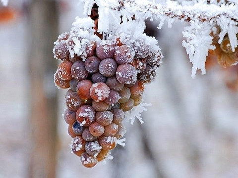 Frozen grapes on a vine