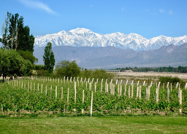 Mendoza Vineyards