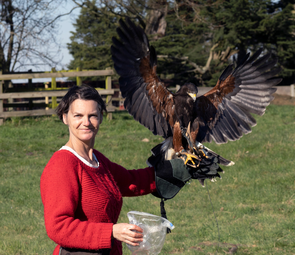 Ruby the Harris Hawk