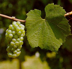 Chardonnay Vine