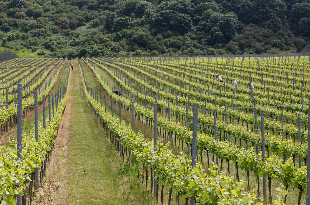 The magnificent Rathfinny vineyards – one of England’s finest sparkling wines - on the chalky Sussex Downs just 3 miles from the English Channel 