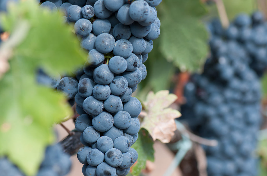 Fully ripe Tempranillo grapes