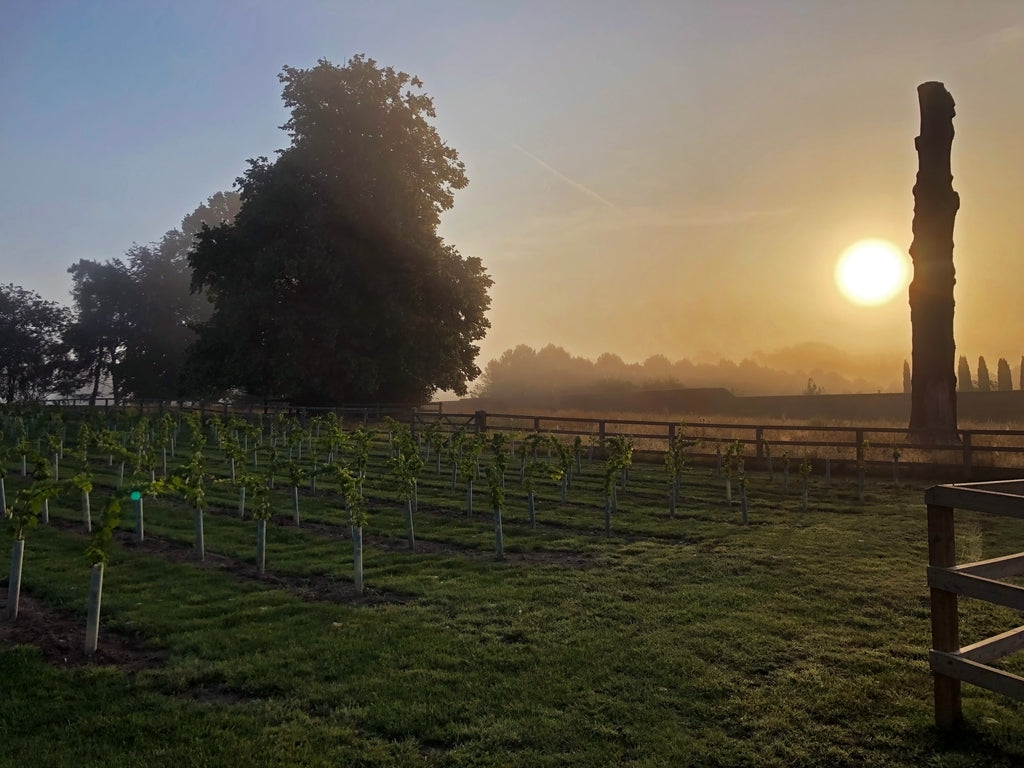 Thurston at Dusk