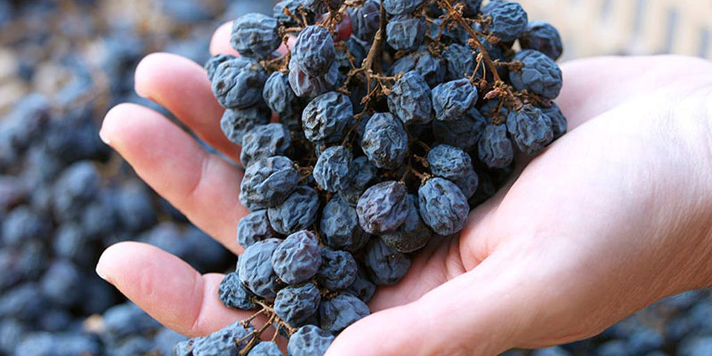 Dried Corvina Grapes