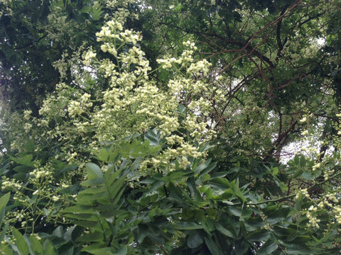Blüten des Honigbaums