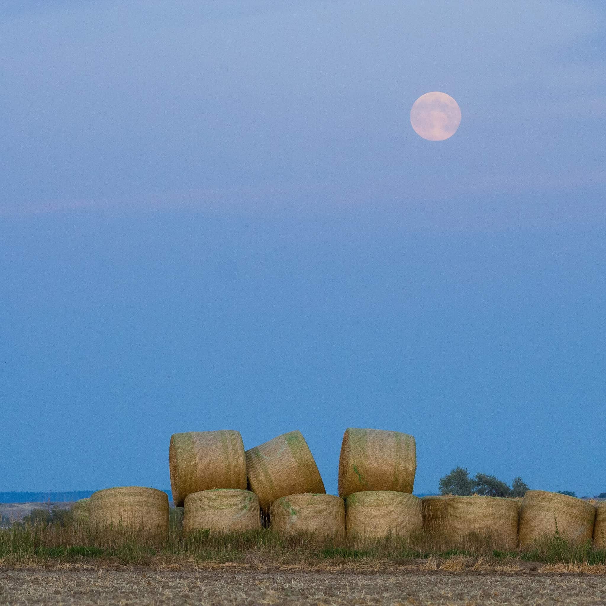 Harvest Moon, Mellow and Autumnal Samples