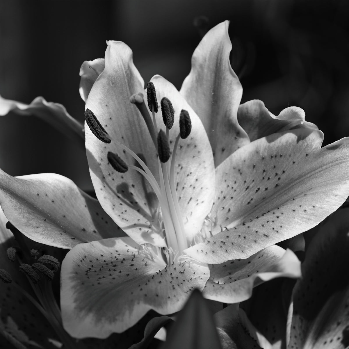 51 Black Lily | True Grace