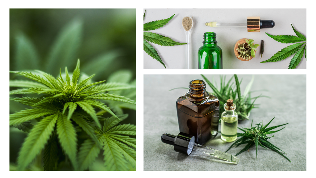 Pictures of hemp plant and CBD oil to answer what is CBD oil