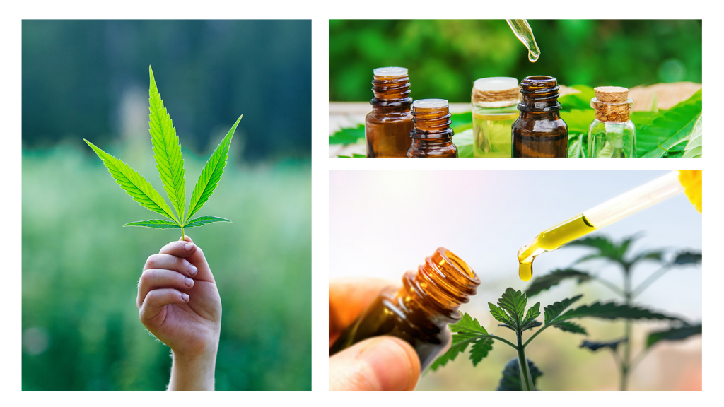 CBD oil and hemp plant collage to show what is CBD oil