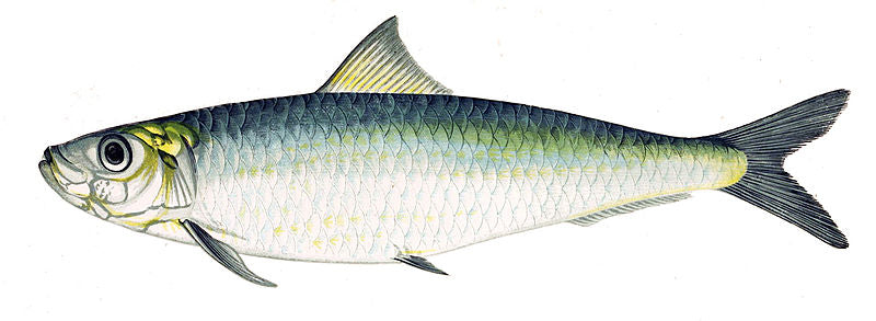 The Cornish Pilchard or Sardine