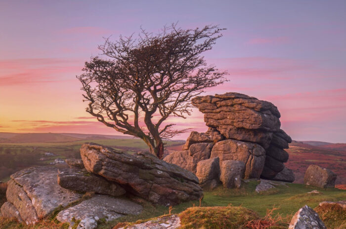 Dartmoor Holwell Lawn Hawthorn Tree in this photographic print