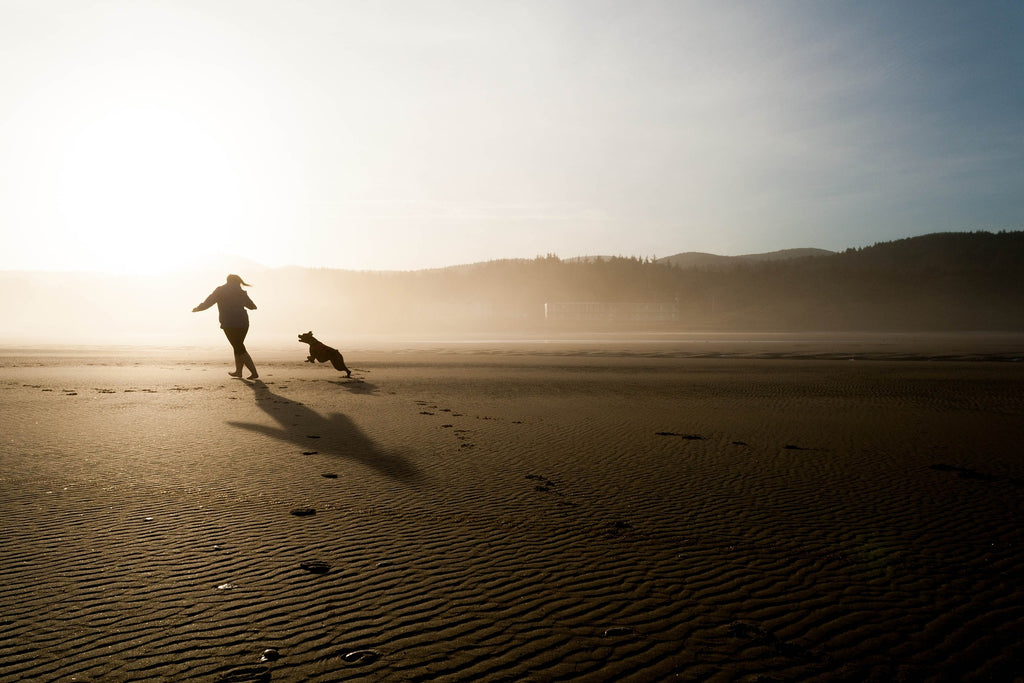 The Best walks for dogs in Cornwall and beach friendly dog walks 