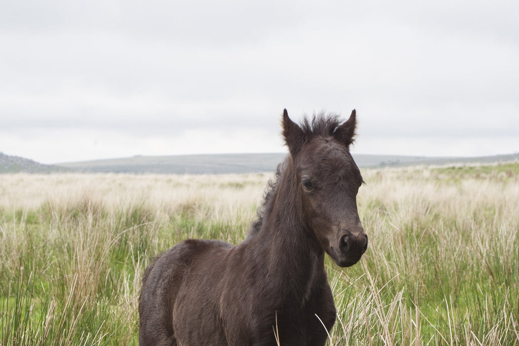 The wildlife of the dartmoor national park / a dartmoor pony stands in a field on dartmoor
