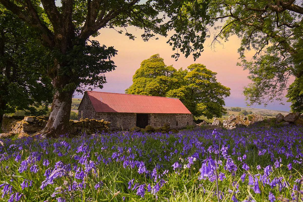 Emsworthy Redbarn among the Dartmoor wildflowers