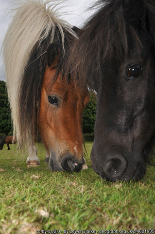 Miniature Pony Centre on Dartmoor Scoellphotography