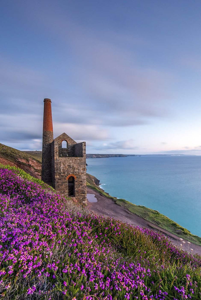 Towanroath mine photograph which sea thrift wild flowers