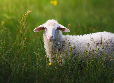 får på bete nordicsheep.se