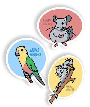 Bird Sticker Set  Series 1 – Bird Pins