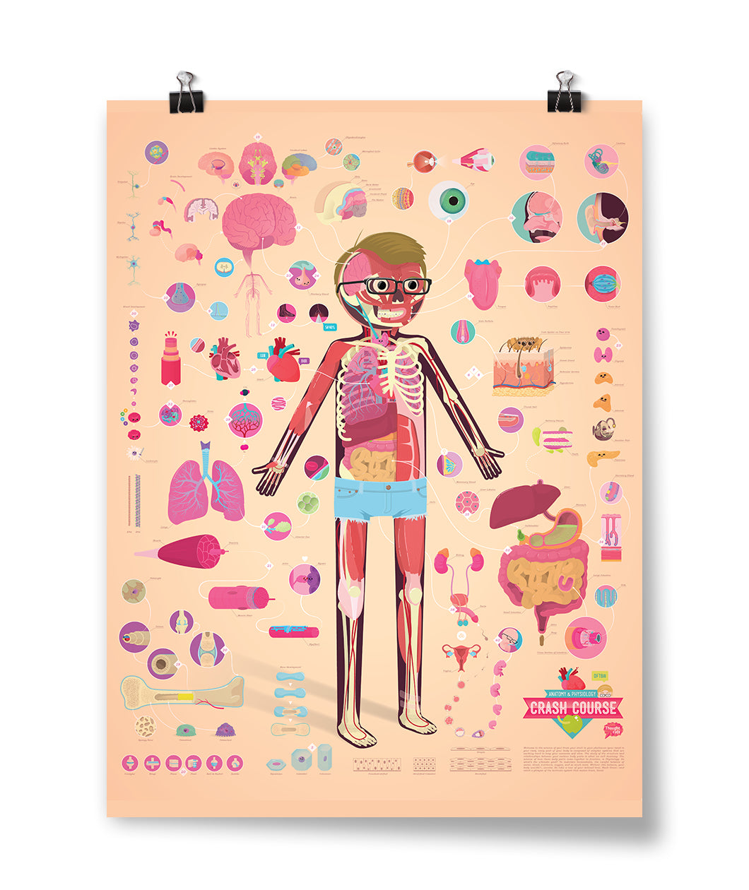 CrashCourse Anatomy and Physiology Poster DFTBA