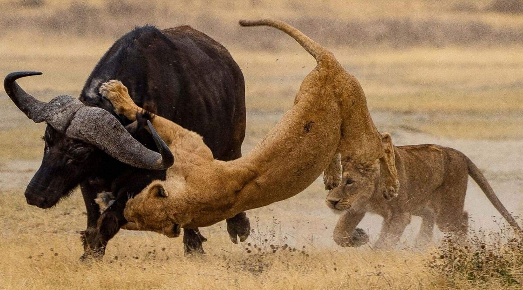 leones africanos cazando juntos