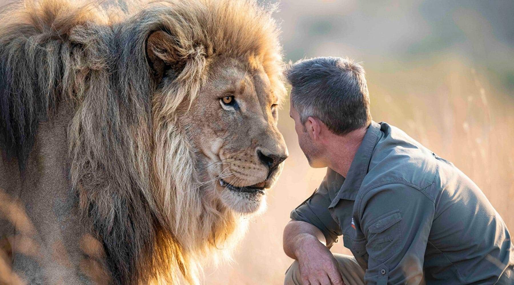 Schutz afrikanischer Löwen. Der Mann Freund des Löwen