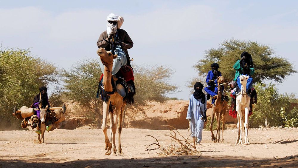 tuaregové z nigeru na velbloudu