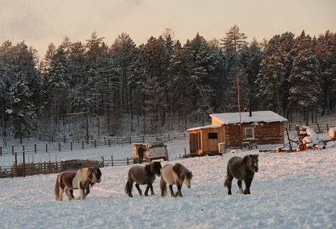 2-day tour Yakutian Horse & Siberian Breeders - U Visit Russia - Ekeau