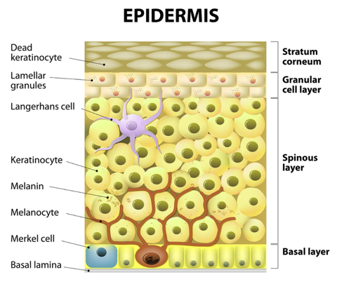 Diagram of the skin layers