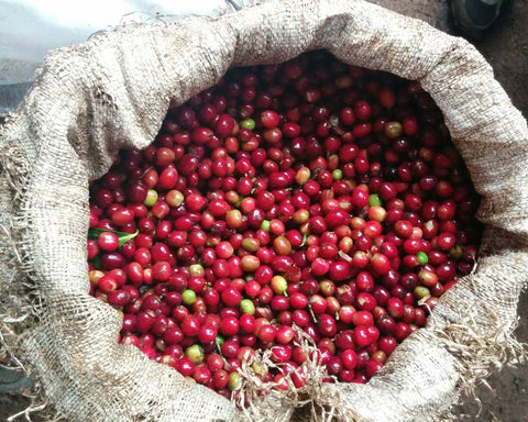 Dumerso Coffee coffee cherries from Ethiopia