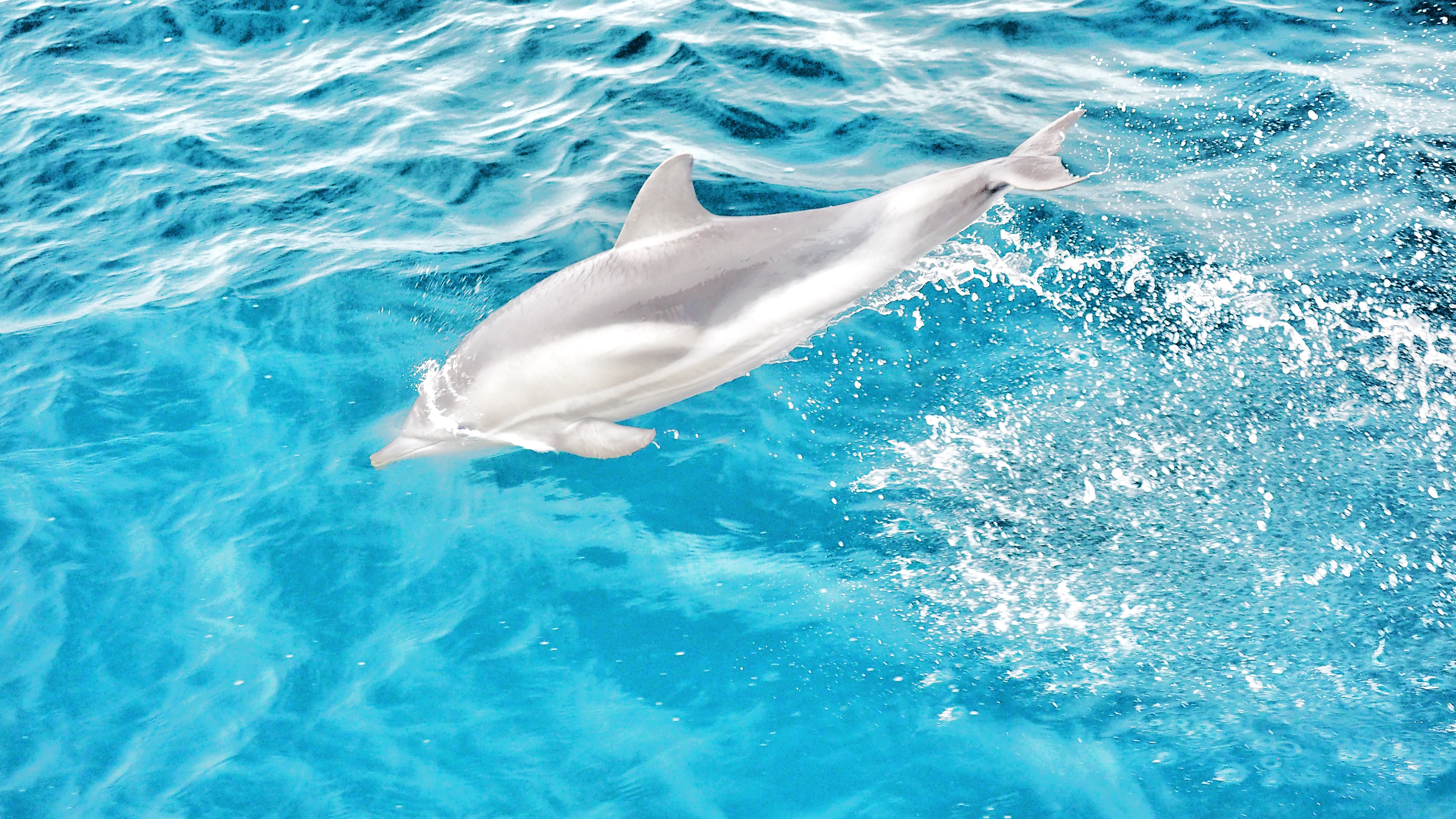 A dolphin splashing in aqua blue ocean