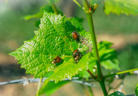 Close-up of several metallic bronze-green beetles, possibly Japanese beetles or garden chafers, on a bright green, serrated leaf of a vine, showing some feeding damage. The background is blurred green foliage.