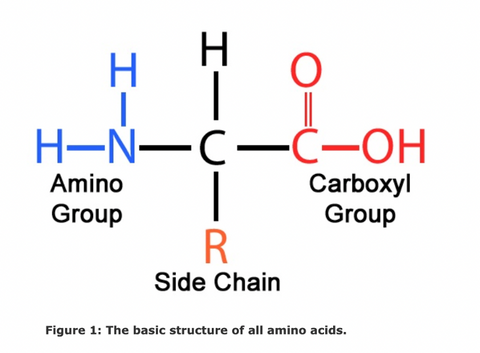 Amino Acid Structure