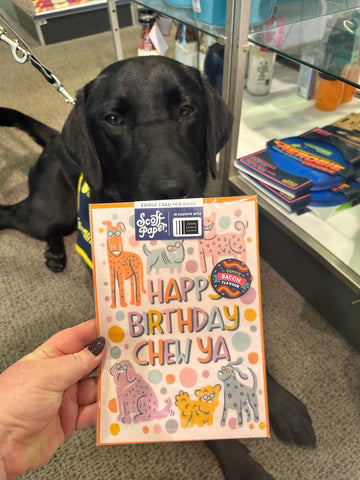 Scoff Paper edible card in John Lewis with Morris the guide dog