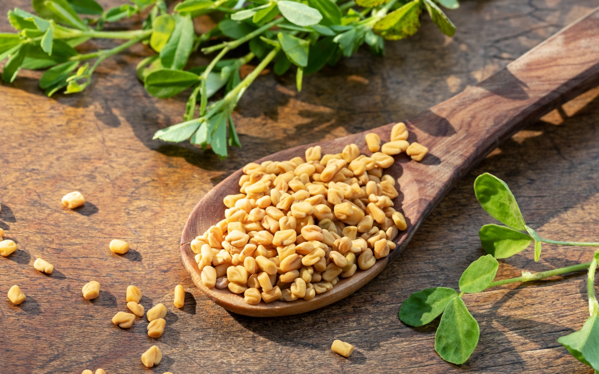 Fenugreek