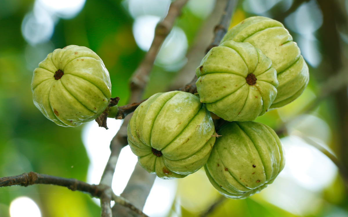 Garcinia Cambogia