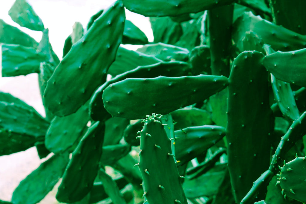Green cactus growing