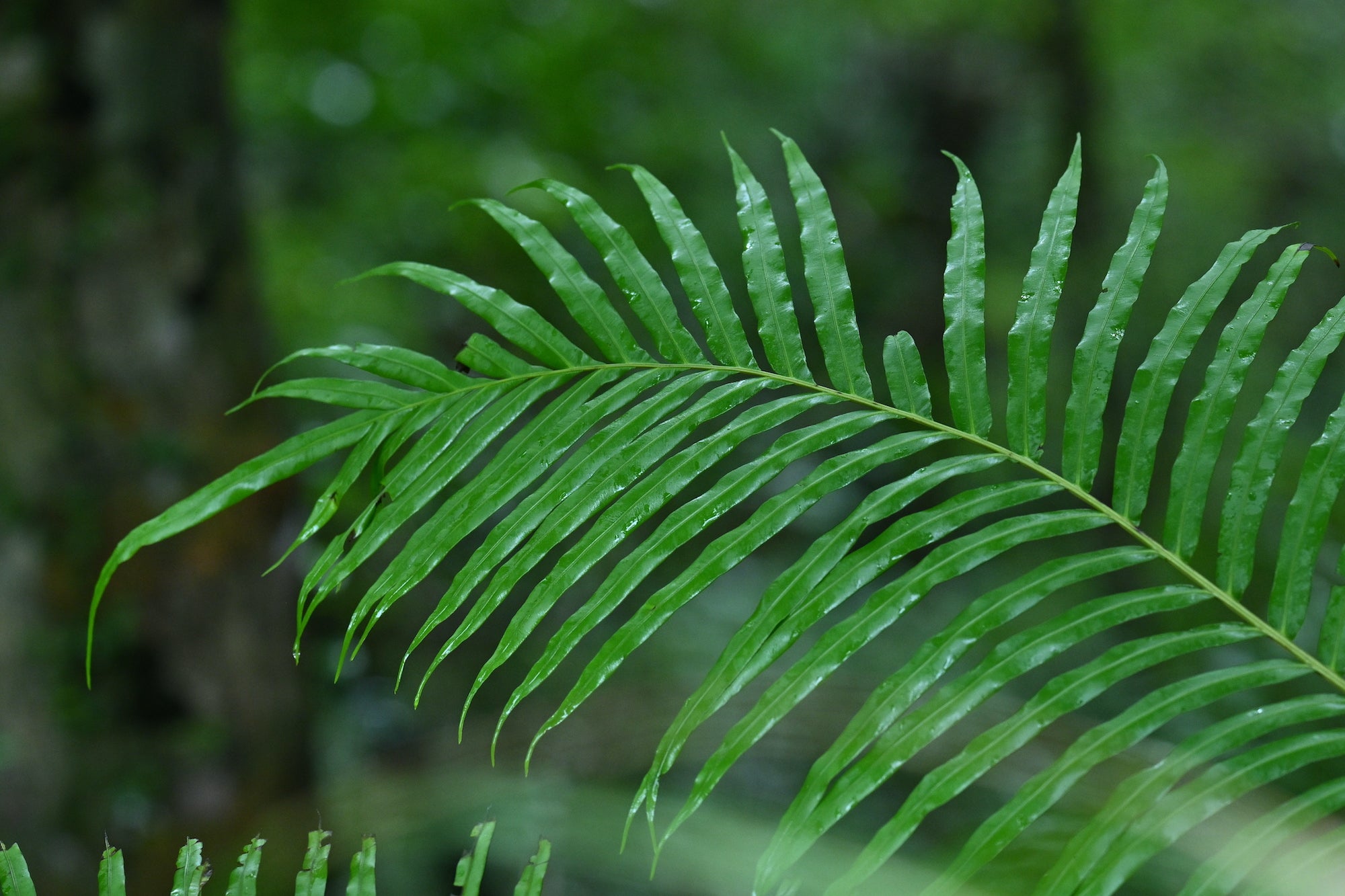 Rain on leaves in Okinawa.