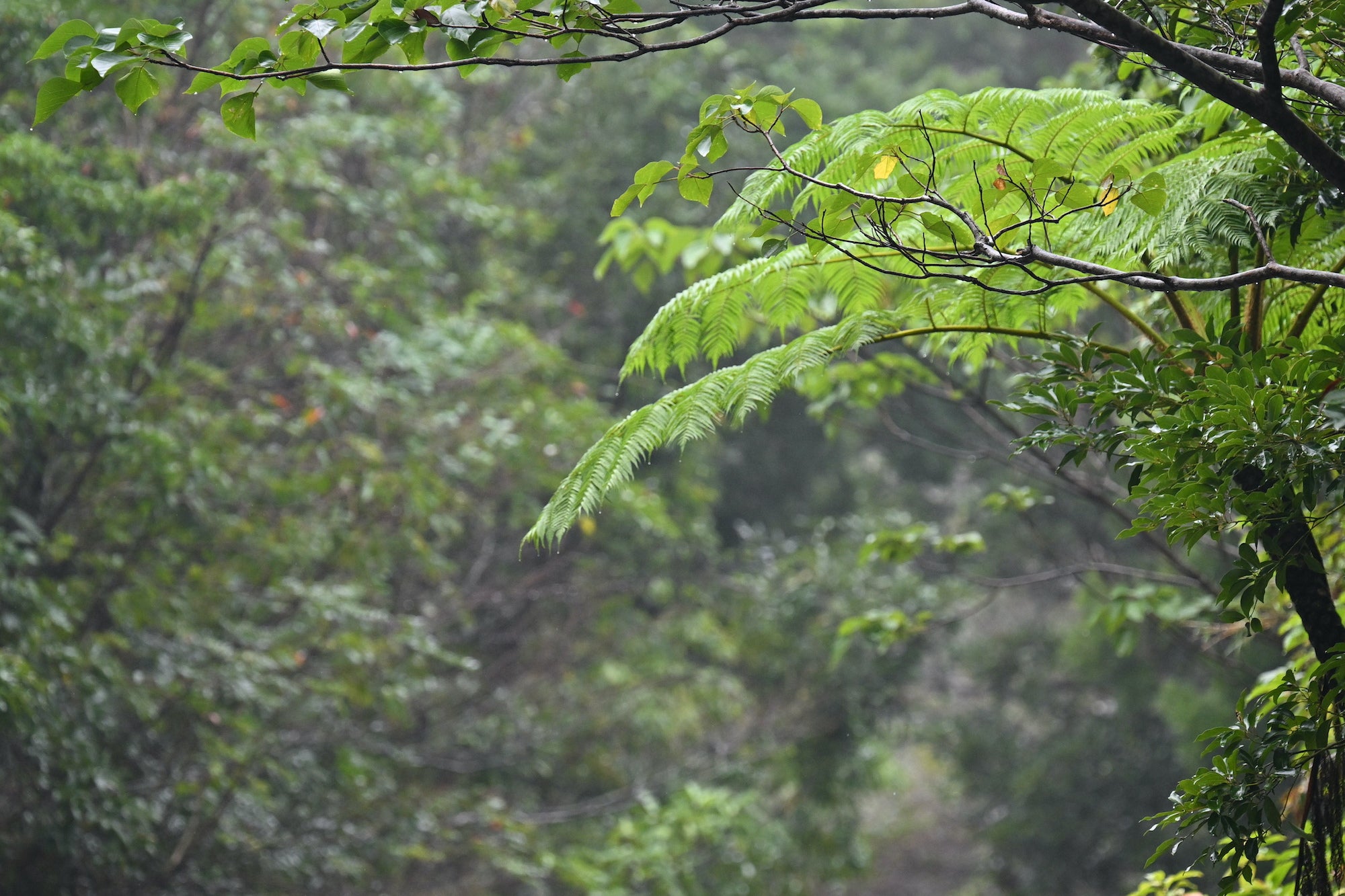 Rain on the trees in Okinawa, Japan.