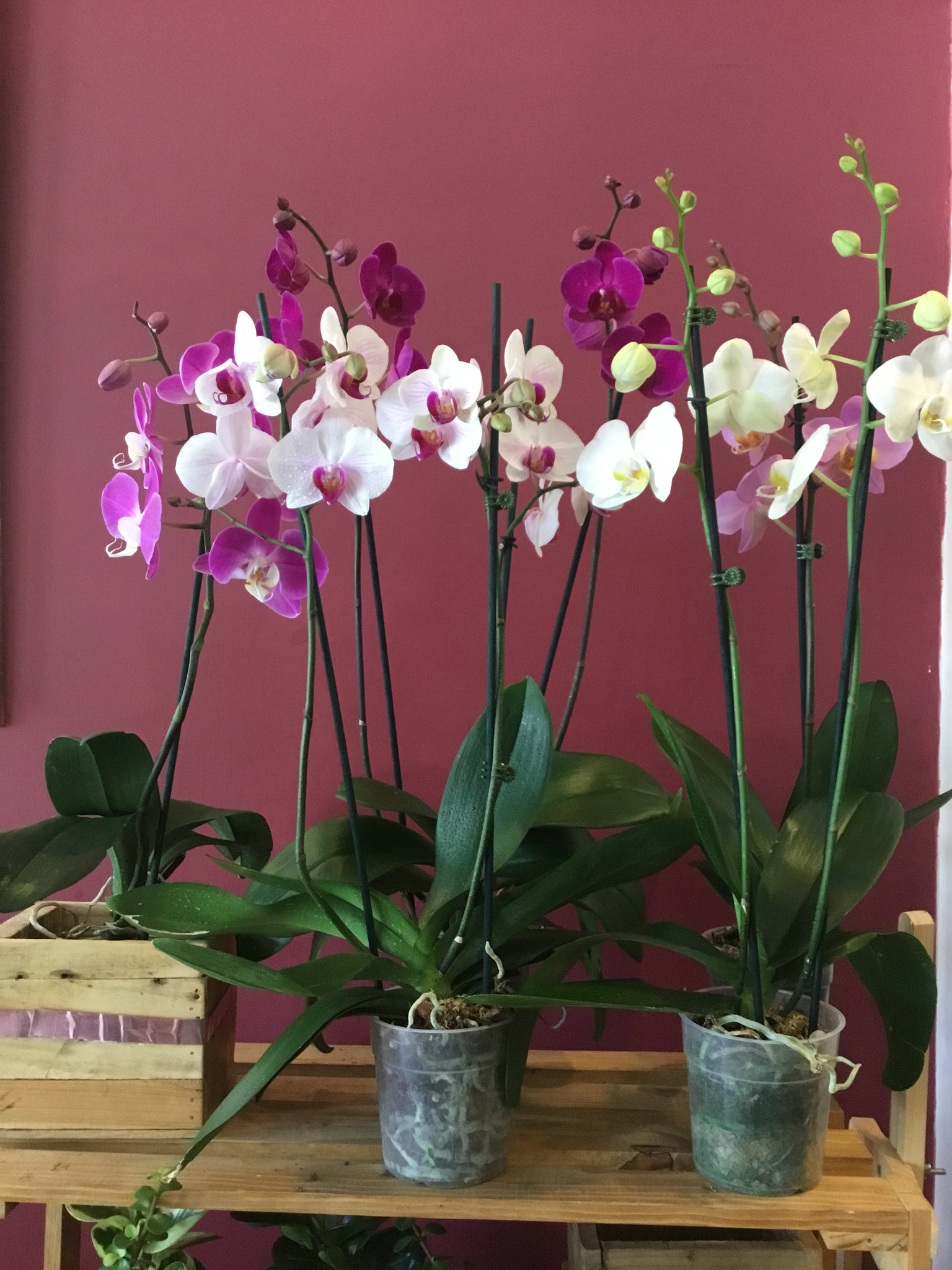 como cuidar Orquídeas? – floristeria collette