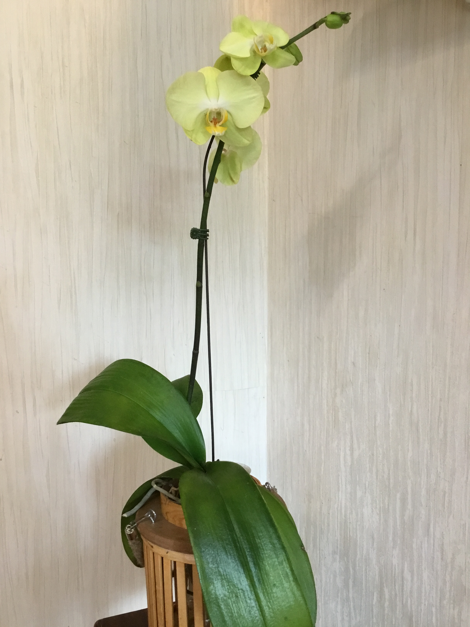 orquidea verde – floristeria collette