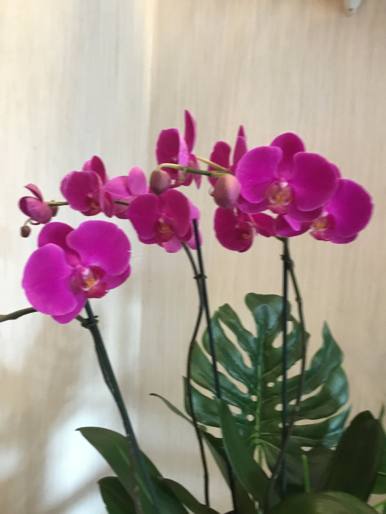 Orquídea magenta – floristeria collette