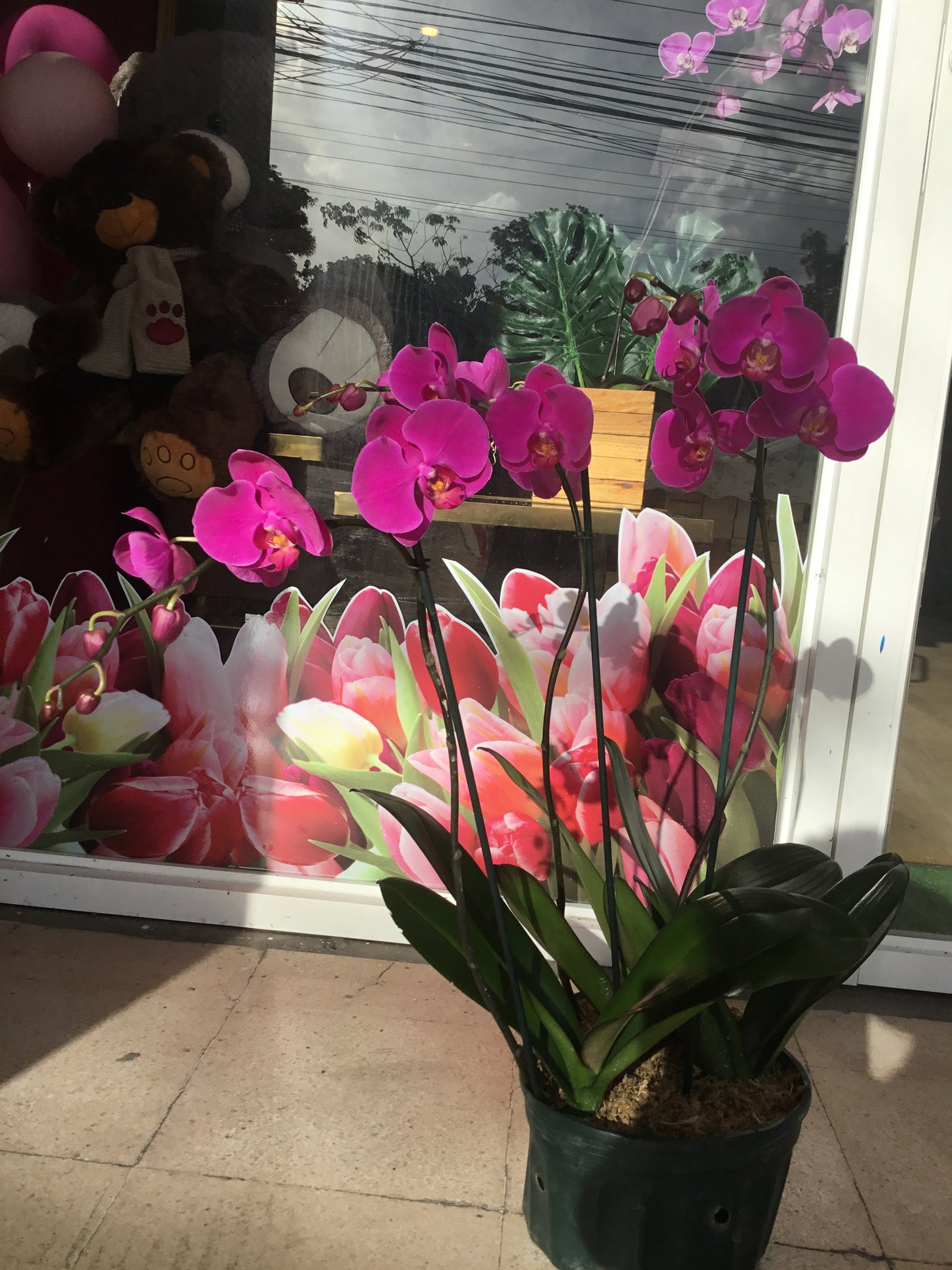 Orquídea magenta – floristeria collette