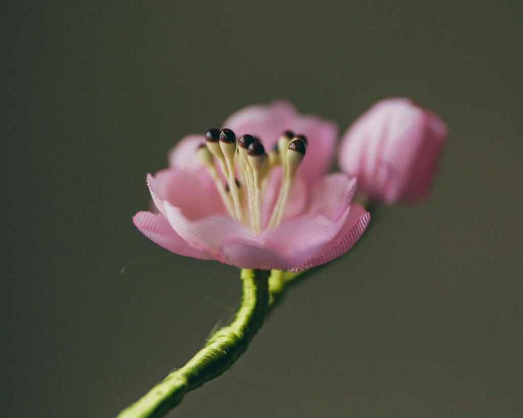 Seidene Mandelblüte als Boutonnière für das Knopfloch des eleganten Mannes mit Makroobjektiv fotografiert